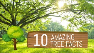 10 Amazing Tree Facts