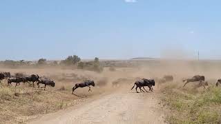 Mara-Serengeti Wildebeest Migration