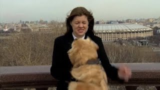 Dog interrupts live weather report in Moscowborrowing journalist's microphone