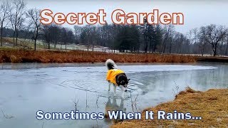 Secret Garden Sometimes When It Rains - Siberian Husky