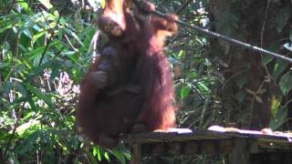 Orang Utan di Kuching, Sarawak