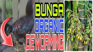 BUNGA OR BETEL NUTS! Bulate in 5 minutes labas agad!