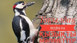 Тоқылдақ туралы қызықты мәліметтер