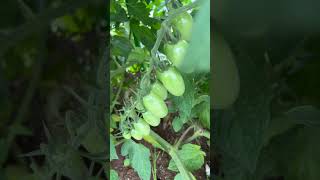 my tomato #shortvideo #food #mamibellsatovlogs