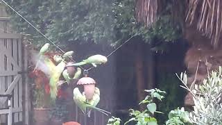 Parakeets in my garden  United Kingdom winter. 2024