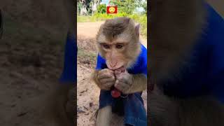 monkey eating chicken looking 😱#viral #youtubeshorts  #shorts