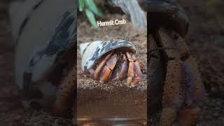 Hermit Crab #hermitcrab #hermitcrabtank #hermitcrablife