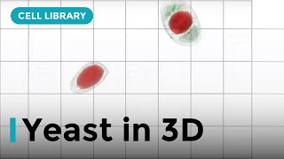 Yeast in 3D