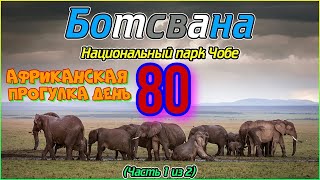 Африканская прогулка80й деньПаркЧобеБотсвана.