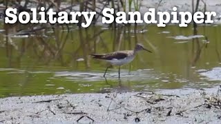 Solitary Sandpiper | Fast Field Guide