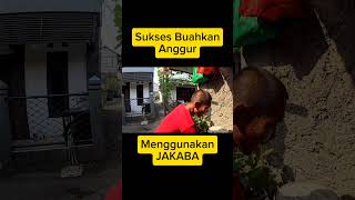 JAKABA jamur yang bisa membuat tanaman subur dan sehat #berkebun #budidayaanggur #jakaba