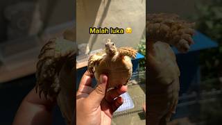 KURA SULCATA GANTI KULIT??!!