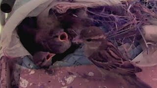 Sparrow feeding chicks in nest and encouraging for fist flight