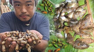 Seasons  to hunt   Naga Jungle delicacies .