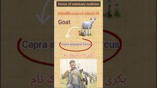 Goat scientific name || DVM ||