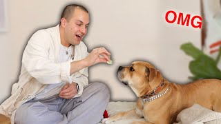 My Pit Bull Tries Fruits And Vegetables