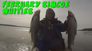 February 2016 Whitefish on Lake Simcoe