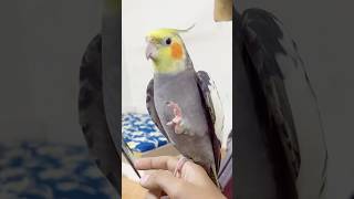 Cockatiel Says Hi n Sing 🦜❤️ #birds #cockatiel #bird #cockatiels #parrot #viralshorts #cutebirds