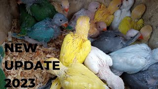 lahore sunday birds market New update19-03-2023#ringneckparrot#khanbirddsinformition#