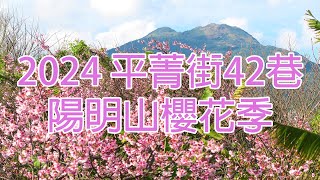 【2024/1/14 平菁街42巷揭開序幕！目前花況集中「公平橋」】