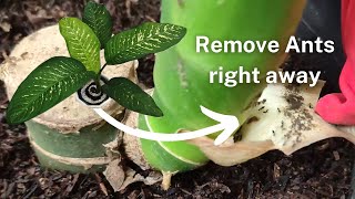 HOW TO GET RID OF ANTS RIGHT AWAY | ANTS IN DUMB CANE FIX