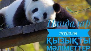 Панда туралы қызықты мәліметтер