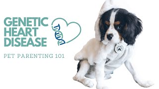 Genetic Heart Disease in Dogs and Cats│Twin Trees Vet Talk (FREE VET ADVICE PODCAST)