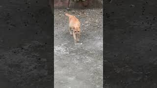 Stretching Orange Cat #shortvideo #shorts #kitten #cat