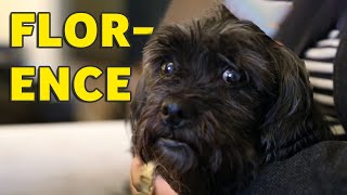 The Dog Rescuers: Florence's Story | Heavy Petting