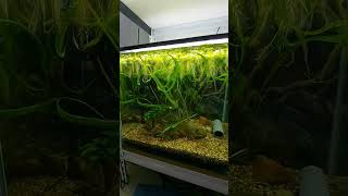 Beautiful Aquarium Plants #aquaticplants #fishtank #fishkeeper