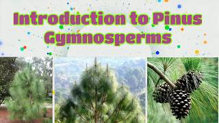 Introduction to Pinus || Gymnosperms