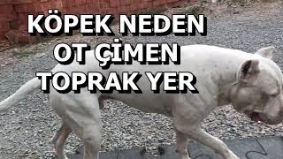 DOGO ARJANTİN KÖPEKLER NEDEN ÇİMEN OT TOPRAK YER ?