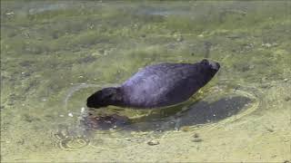 Eurasian Coot (Fulica atra)