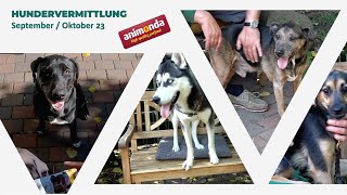 Hundevermittlung - September/Oktober 2023 (Tierheim Hannover TV)