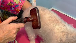 How To Brush A Dog With Sensitive Skin