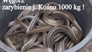 Węgorz - zarybienie j. Kośno 1000 kg !