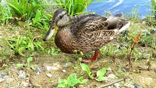 Кряква почти ручная, Mallard Duck