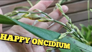 BIKIN ANGGREK ONCIDIUM HAPPY AGAR BERBUNGA