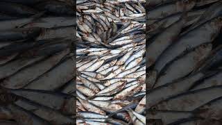 Big Catch of Herrings #herring #fishing #shorts #harvest #viral