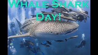 Celebrate Whale Shark Day!