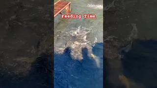 Feeding Trout Fishes in a Fish Pond