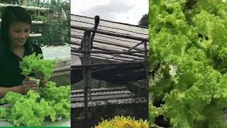 #IstorYoungFarmers | Episode 10 | EMEE's Hydroponics Farm in Dao, Capiz