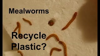 Can mealworms eat plastic? - how mealworms can help our planet