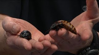 Homework Hotline: Millipede and  Madagascar Hissing Cockroach