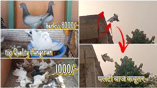 Guddu Fancy Pigeon farm Bilaspur chattisy ka naya video | Biggest Fancy Pigeon Farm