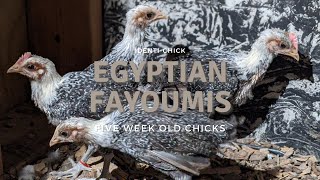 Egyptian Fayoumis: 5-Week-Old Chicks