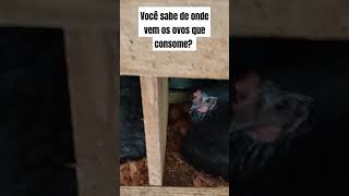 Ovo caipira de verdade, só conhecendo a procedência #ovo #galinha #agro