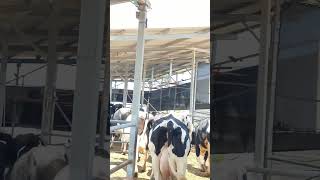 Cows Want Exercise and They Got It #agriculture #shorts #cow