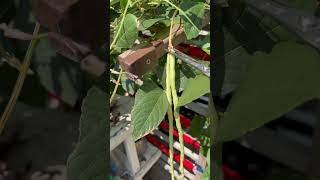 Beans #trending #organicvegtables #gardening #viralvideo #youtubeshorts #youtubeislife