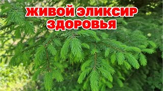 СХОДИ В ЛЕС НАБЕРИ ПОБЕГИ ЕЛИ СОСНЫ ПИХТЫ СДЕЛАЙ ЭЛИКСИР ДЛЯ ЗДОРОВЬЯ И ДОЛГОЛЕТИЯ@natureMarusya